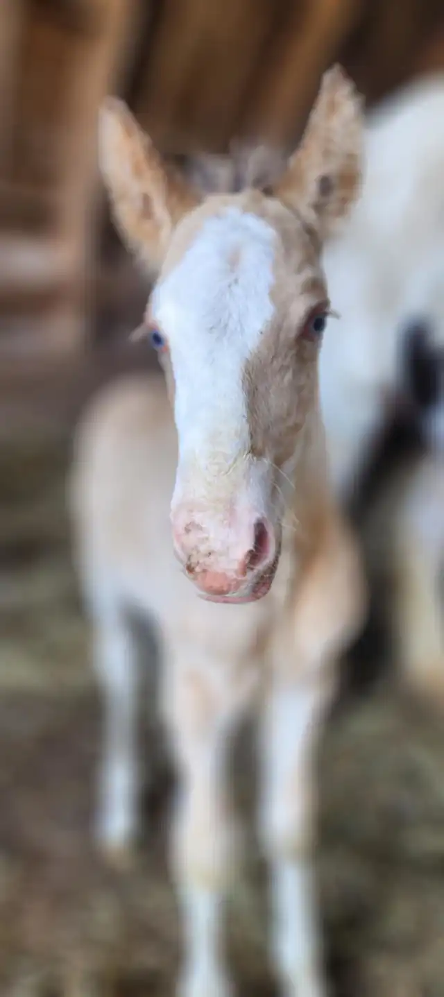 G.S Heaven's Champagne - Media (Unknown)