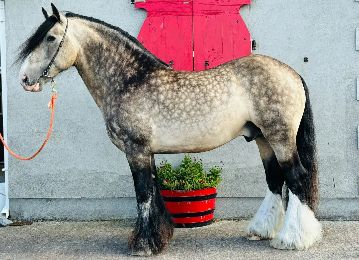 The Crown Prince, left side
