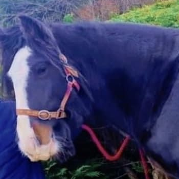 Cavan Rose - Media (Unknown)