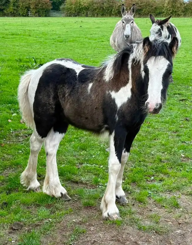 Gawbridge Casually Cool - Media (Unknown)