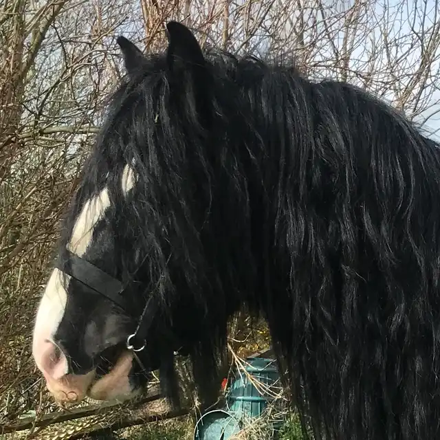 Colour Farm Black Mischief - Media (Unknown)