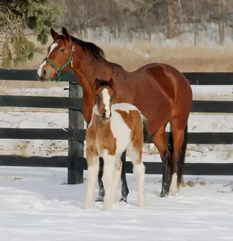 Verbal Pedigree - Media (1837)