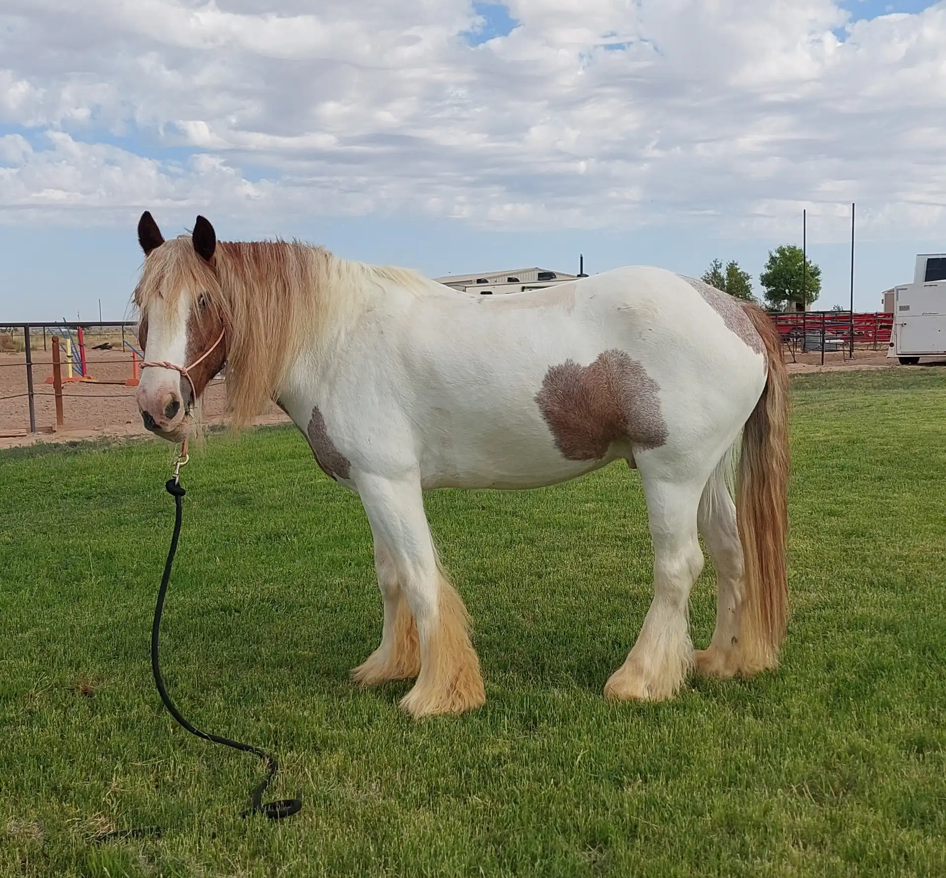 Aj's Odin of la Joya - Media (Unknown)