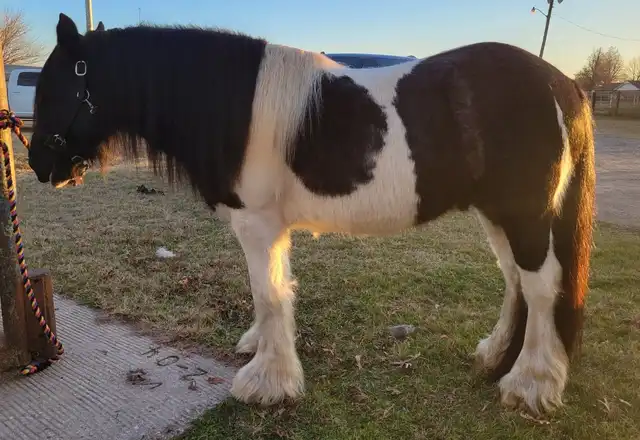 Ford Maverick - Media (Unknown)