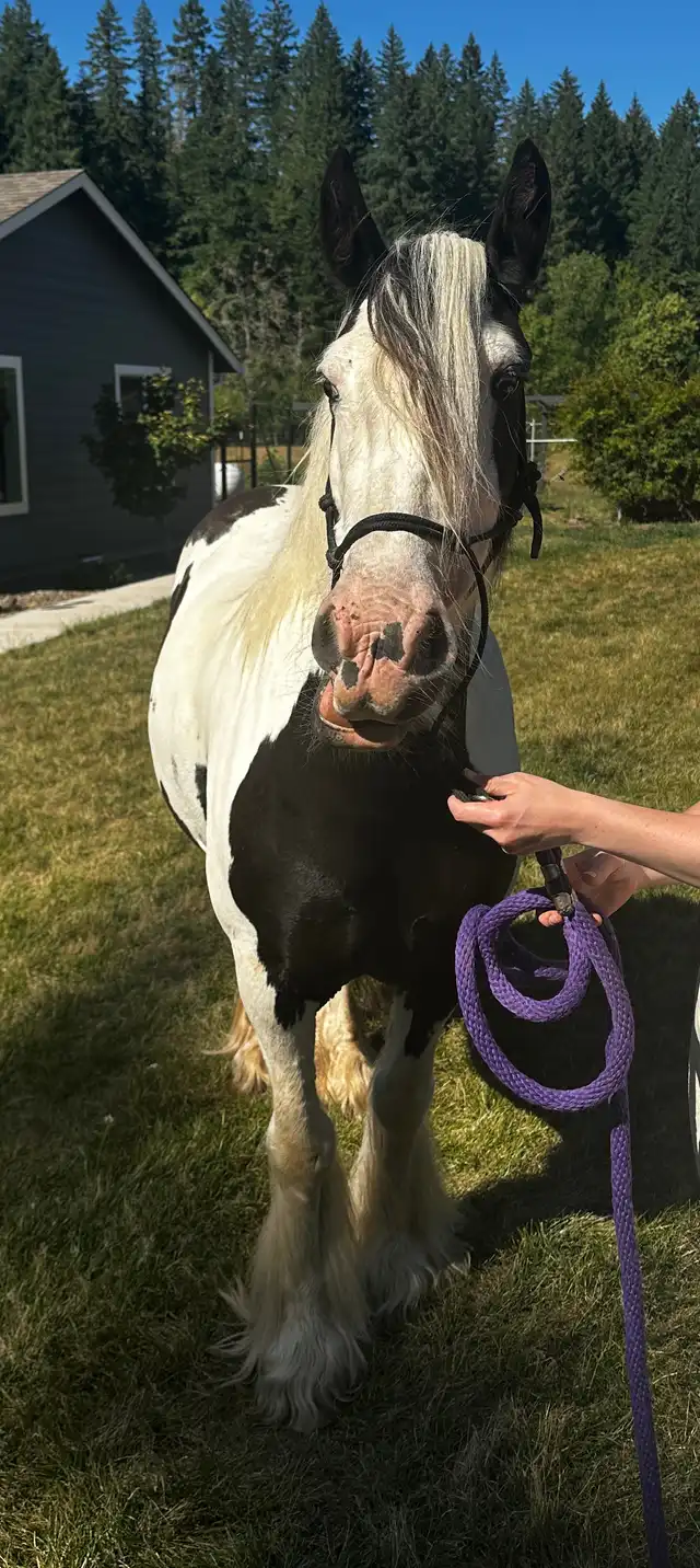 North Star Rose Royce - Media (Unknown)