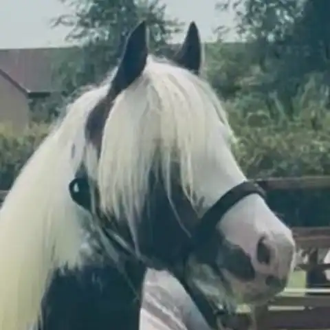 Hermits Divine - Media (Unknown)