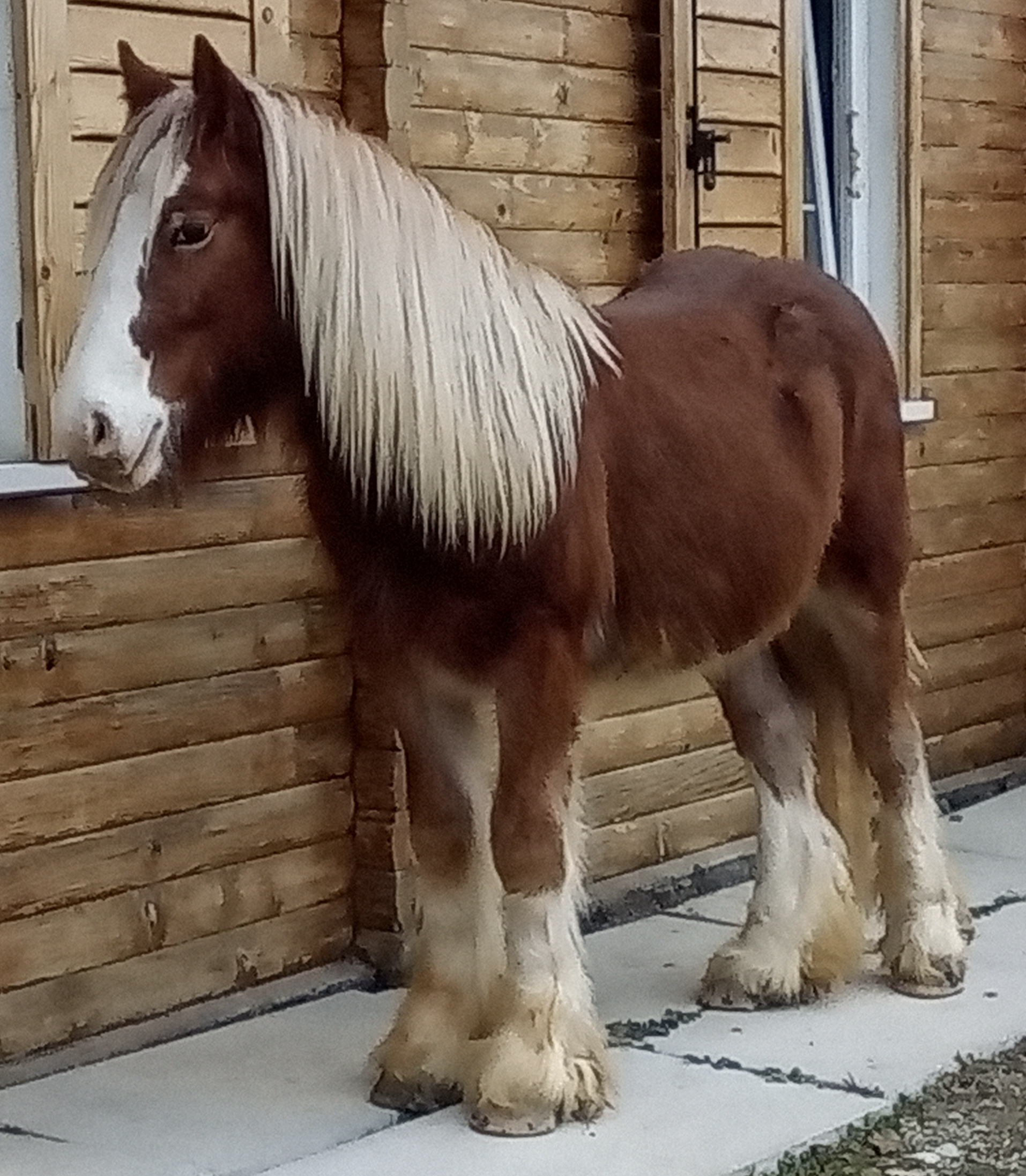 Irish Red II - Media (Unknown)