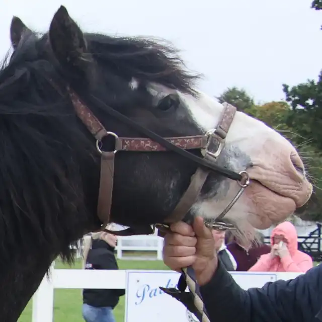 Mr Smokey - Media (Unknown)