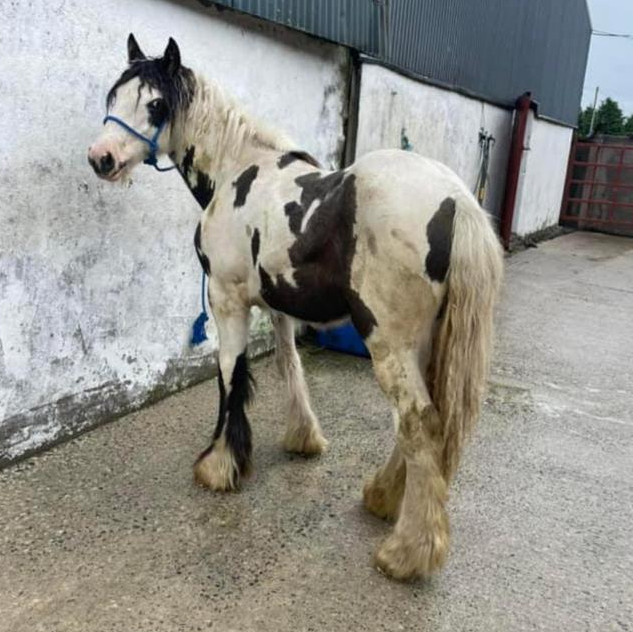 Patches - Media (Unknown)