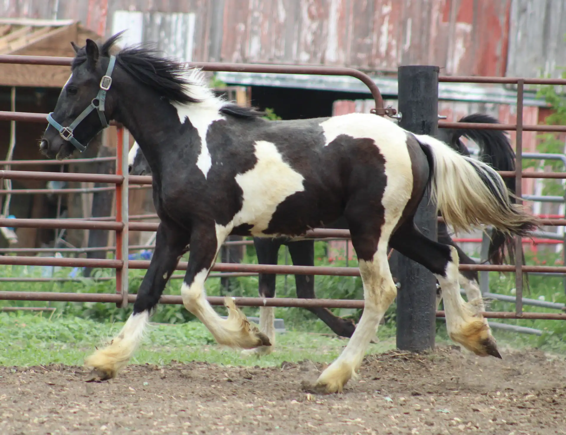 FVF Merida - Media (Unknown)