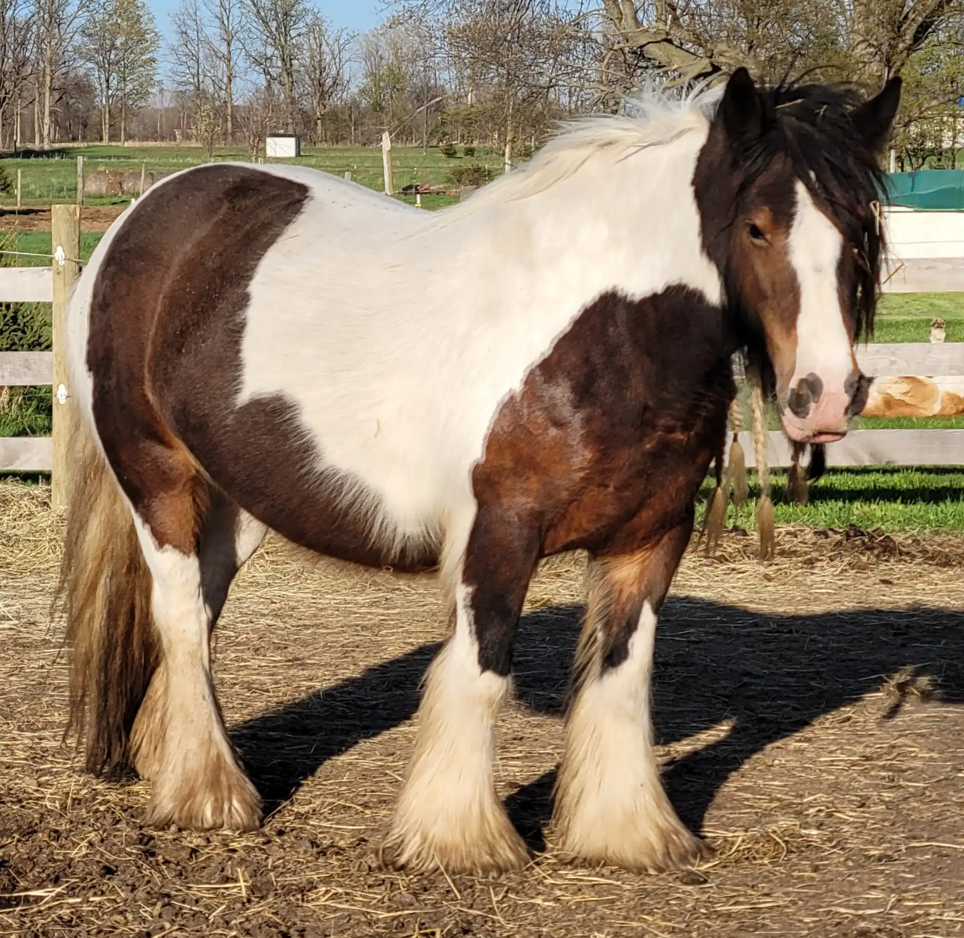 FTF Kalypso Bay Quarter Bok - Media (Unknown)