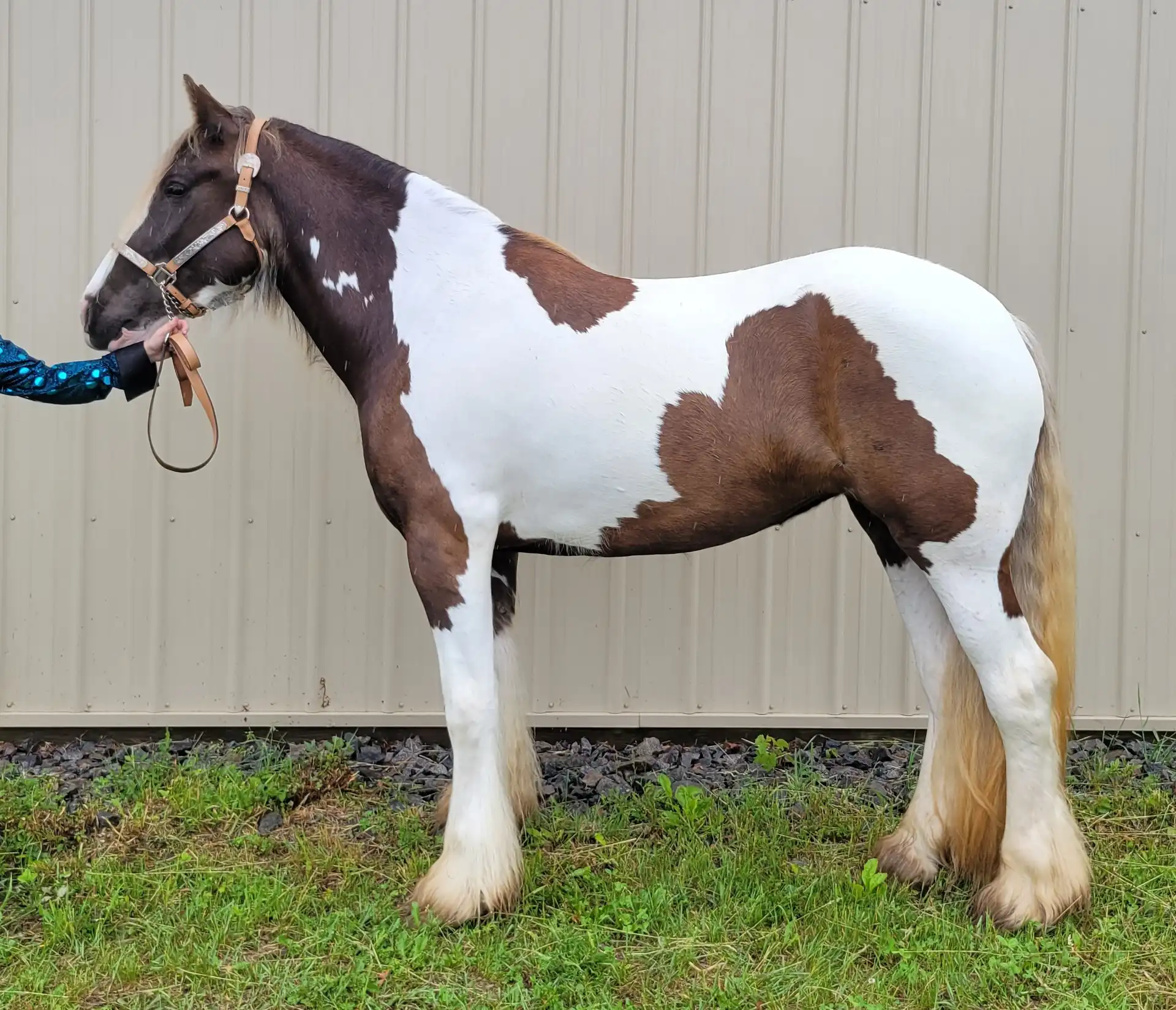 Renegades Skylark Song - Media (Unknown)