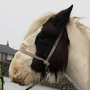 Sammy - Media (Unknown)