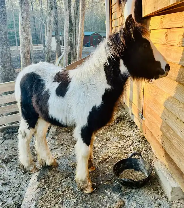 FLF McDreamy’s Endurance - Media (Unknown)