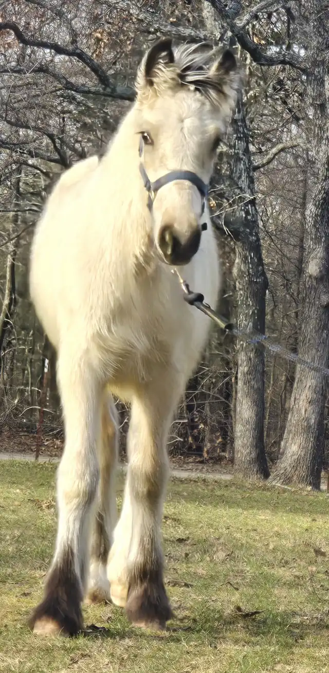 RsF  Indian Outlaw - Media (Unknown)