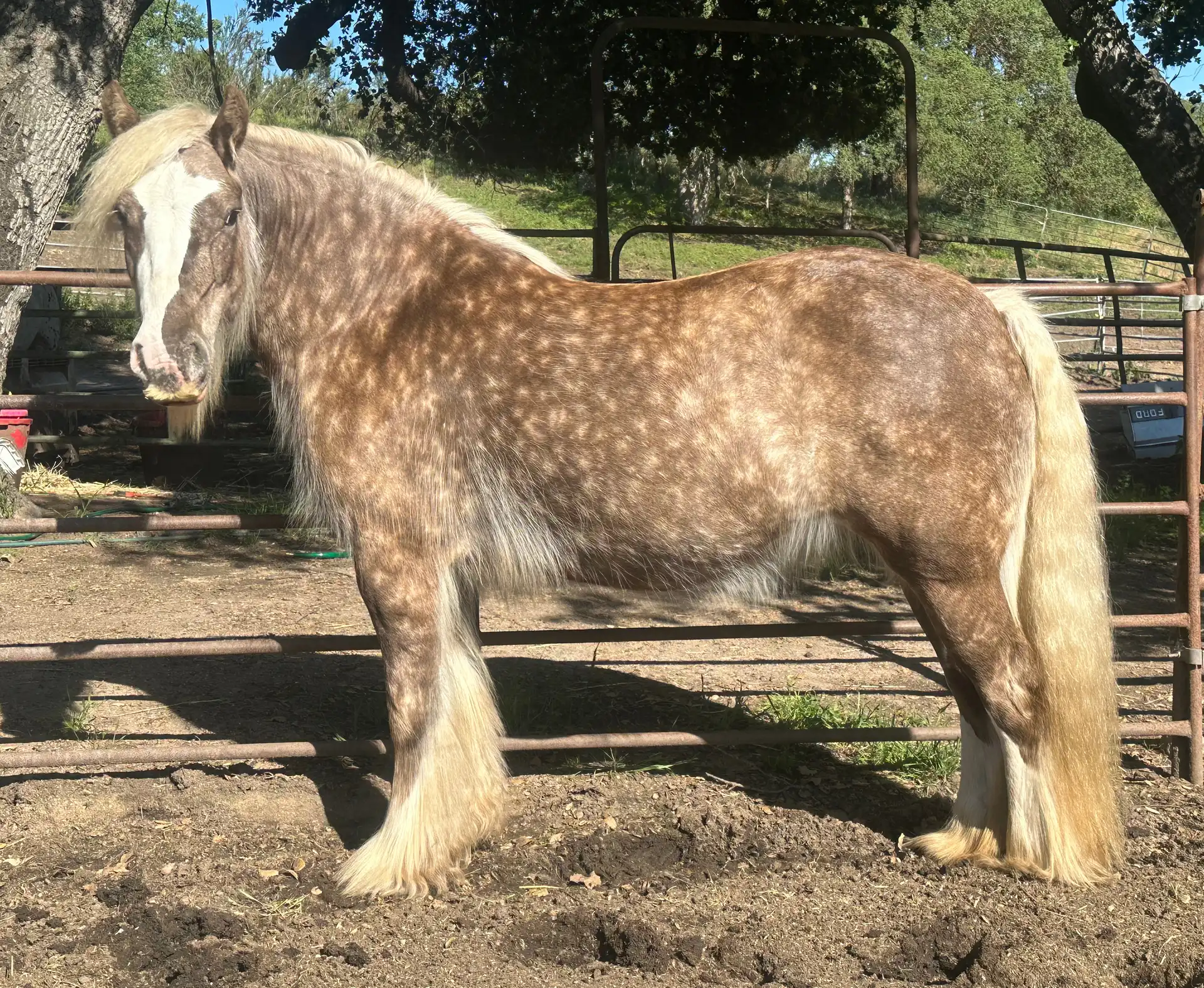 Elora Danan of Mysticroserealms - Media (Unknown)