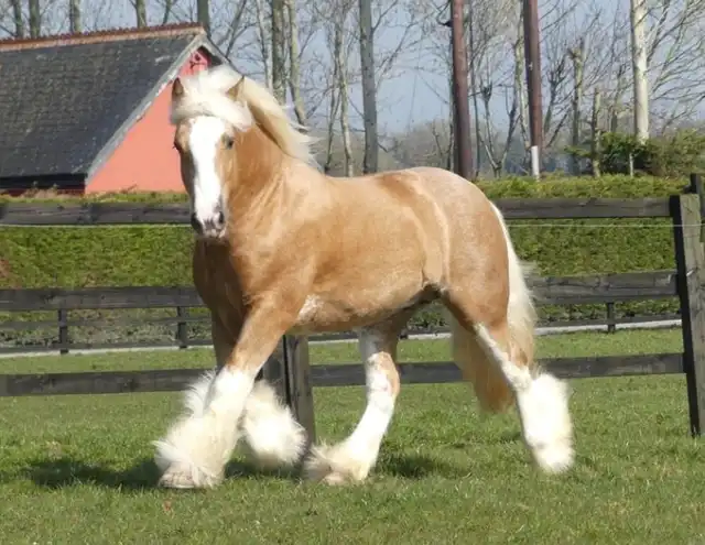 Golden Moone, left side