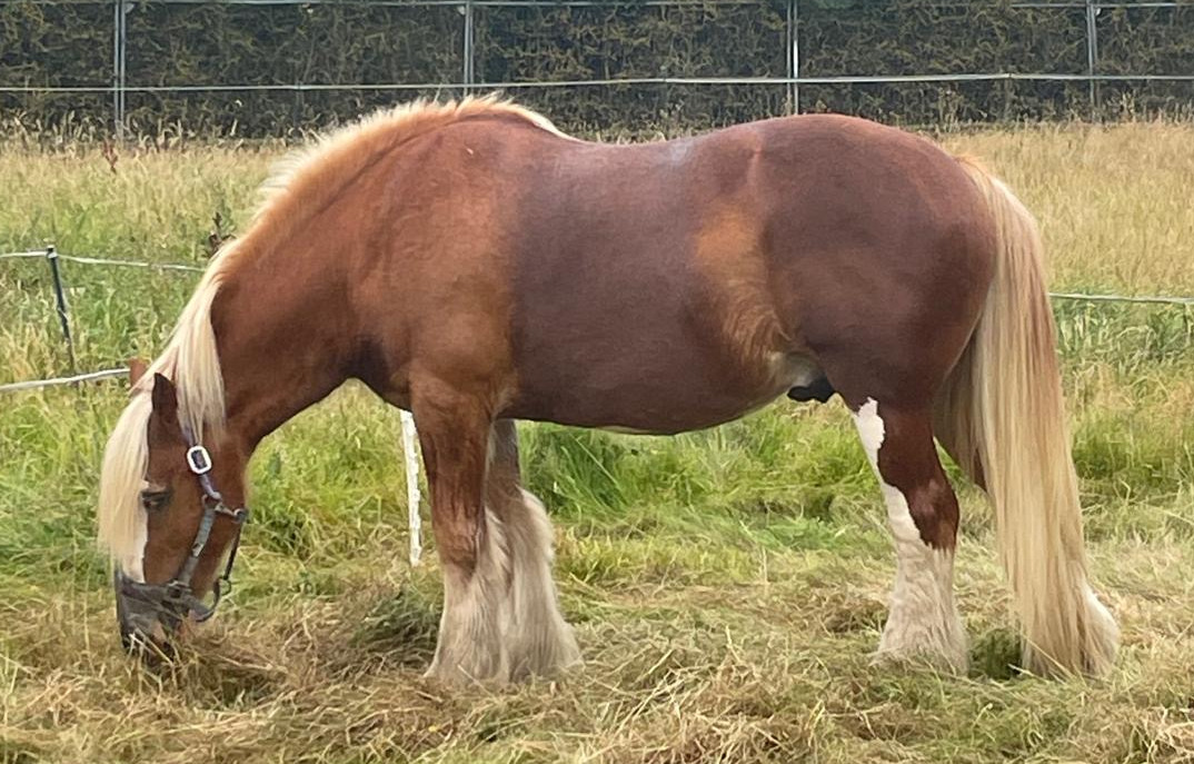 Shannonvalley Red Rover - Media (Unknown)