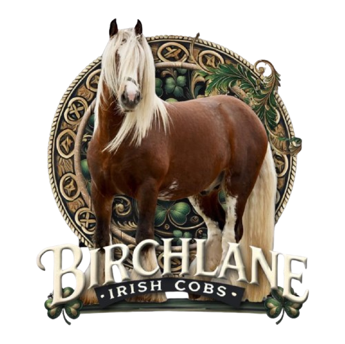 Birchlane Irish Cobs - Media (400)