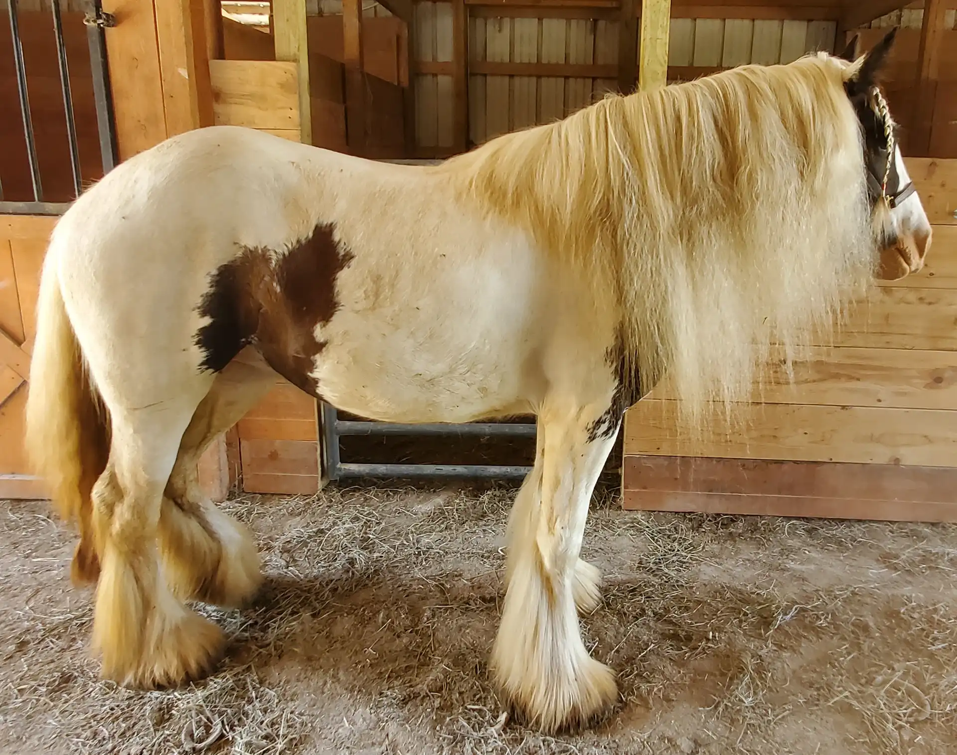 TR Forbidden Fruit - Media (Unknown)