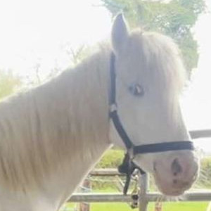 Murray - Media (Unknown)