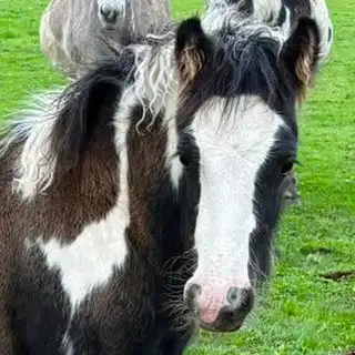 Gawbridge Casually Cool - Media (Unknown)