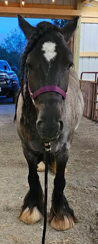 Gitt Made With Amazing Grace - Media (Unknown)