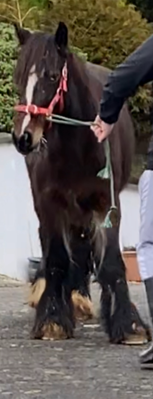 Black Bailie - Media (Unknown)