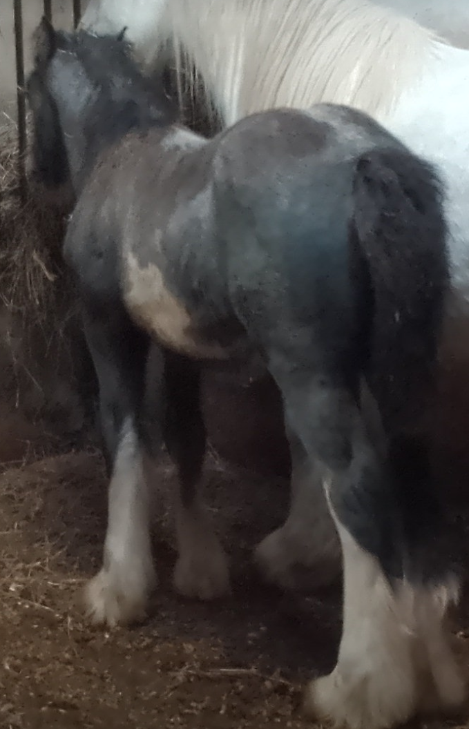 J.Mc Cochise Blue Fury - Media (Unknown)