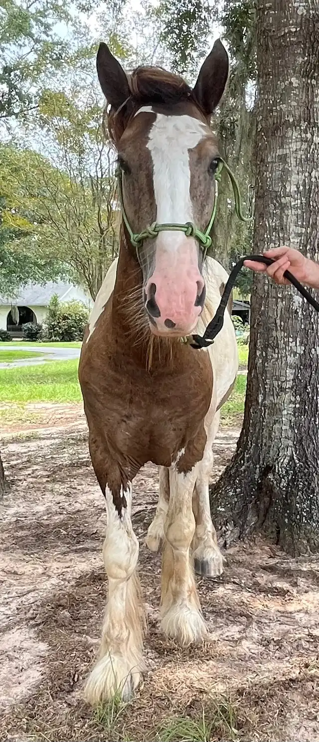 Mm Sir Southern Sam-I-Am - Media (Unknown)