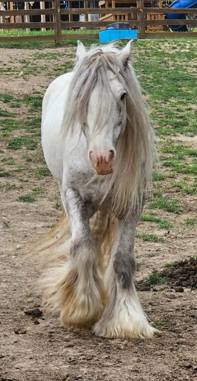 King of the South - Media (Unknown)