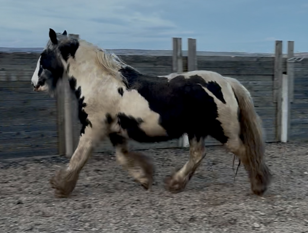 As if by Magic - Media (Unknown)