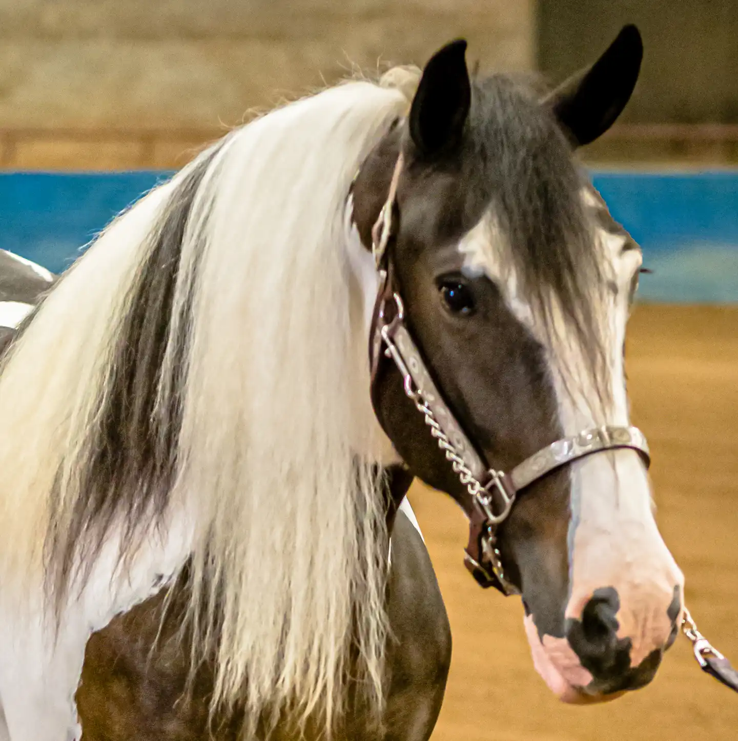 Backyard Swagger - Media (Unknown)