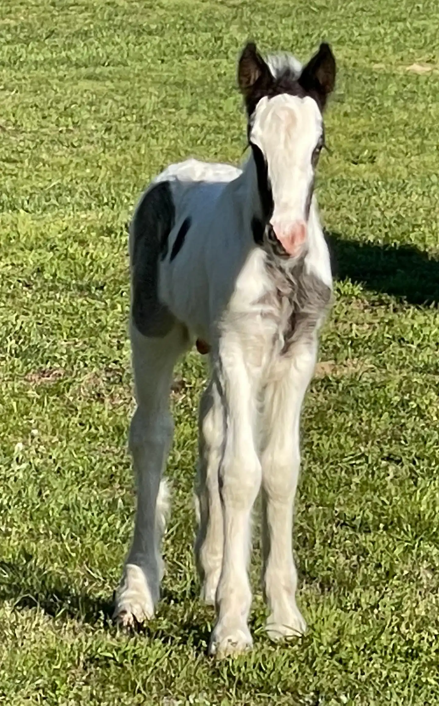 The Storm Empire Horse - Media (Unknown)