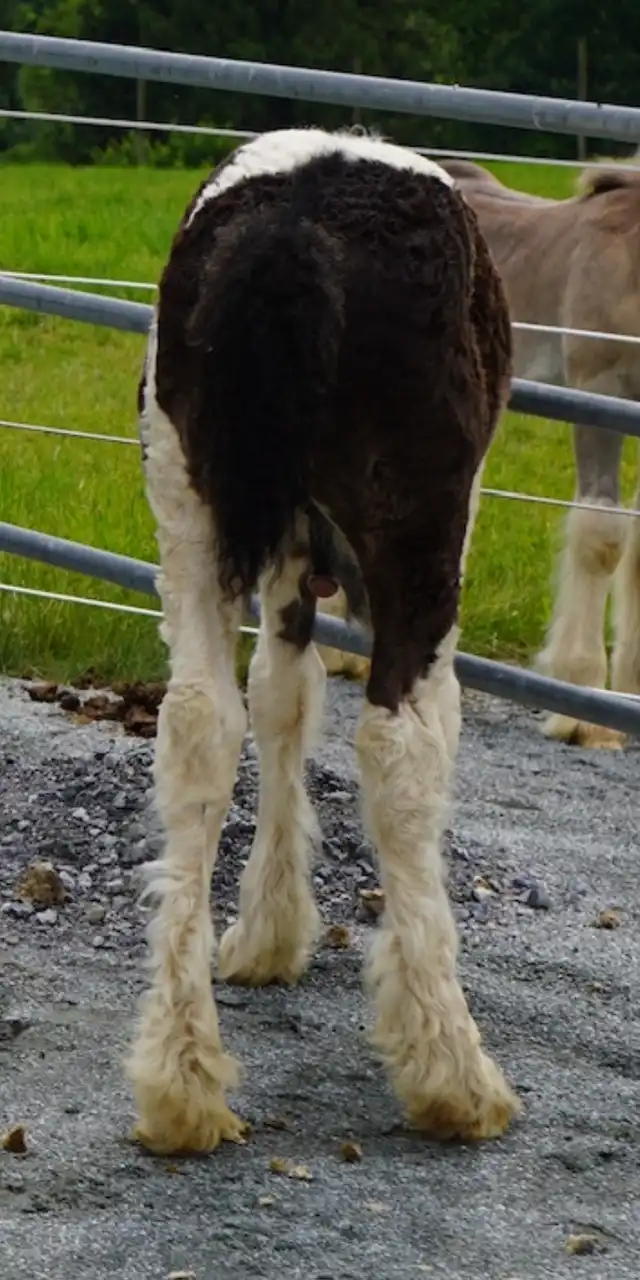 Ddv Merlin the Spellcaster of Alapocas - Media (Unknown)