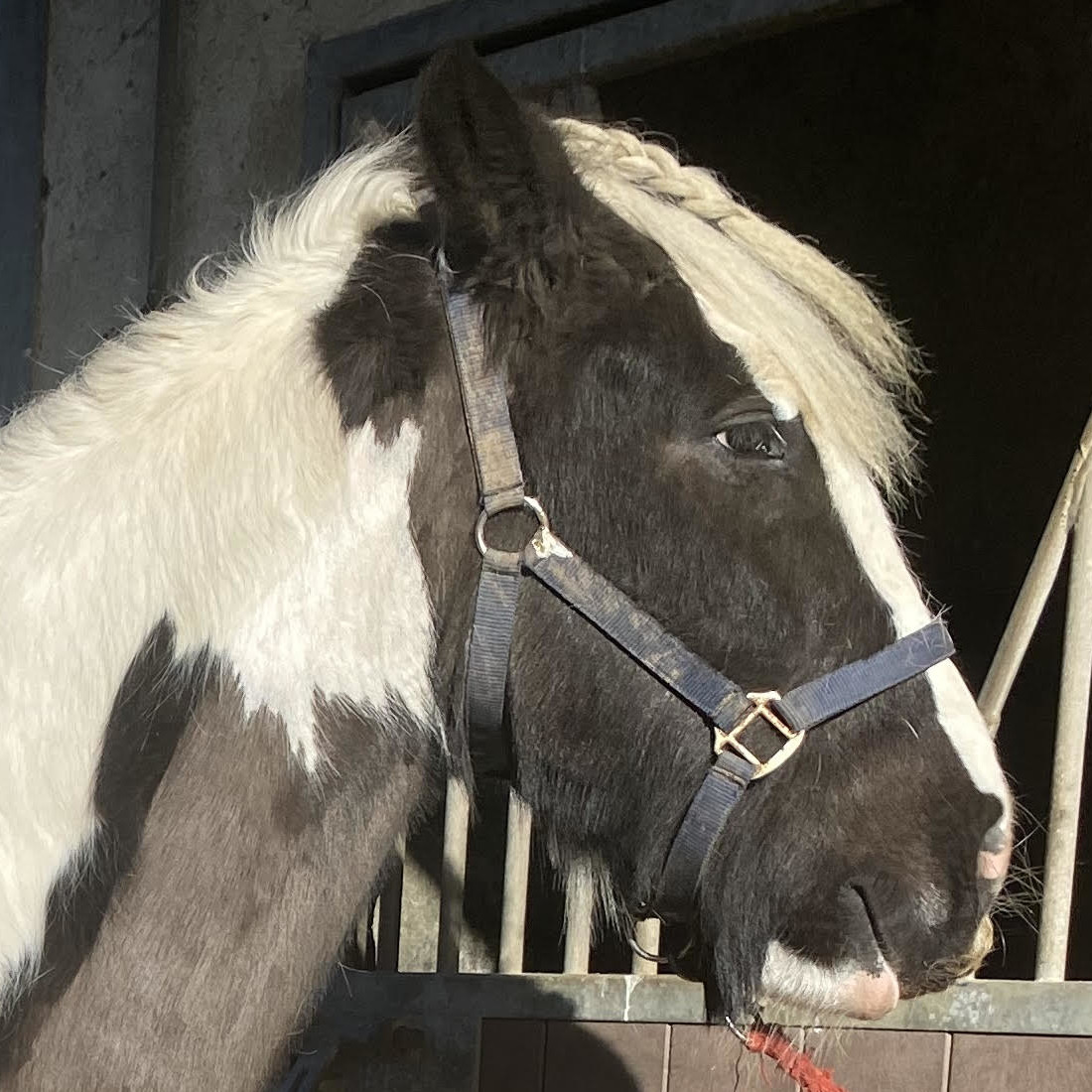 Molly Cobb - Media (Unknown)