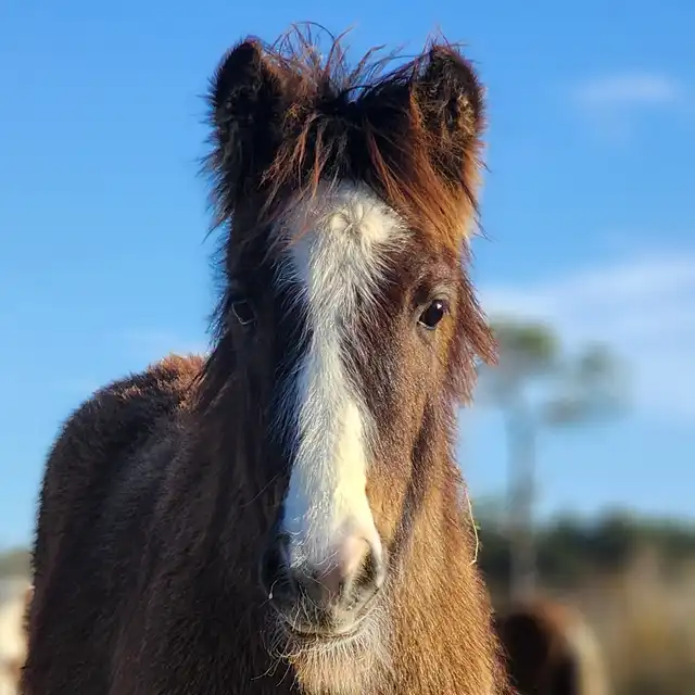 G.S. Knight's Blue Flame - Media (Unknown)