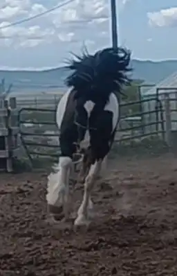 SAB Seven Days to Ragnarok - Media (Unknown)