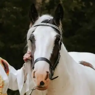 TR Forbidden Fruit - Media (Unknown)