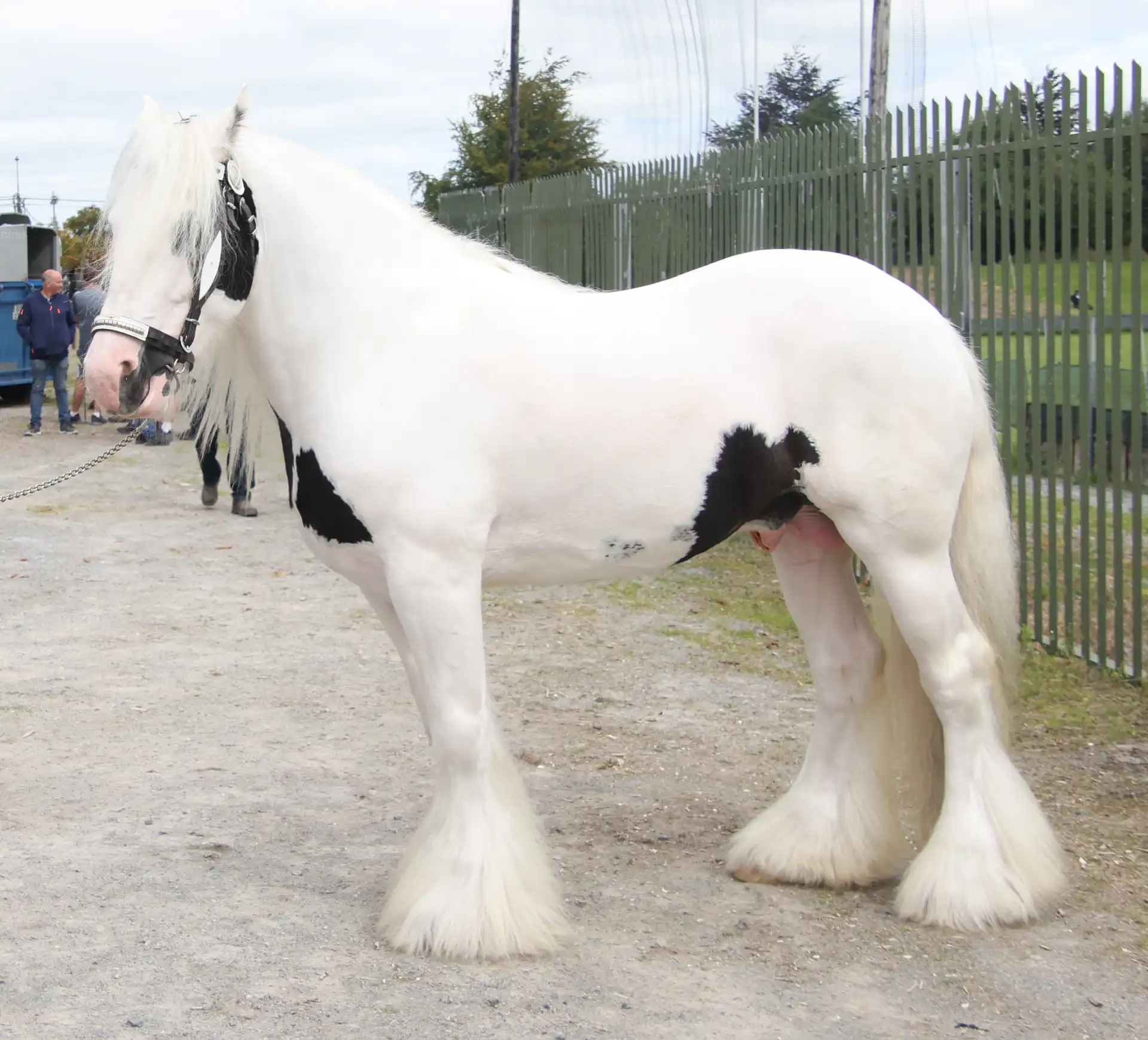 Big Tom - Media (Unknown)