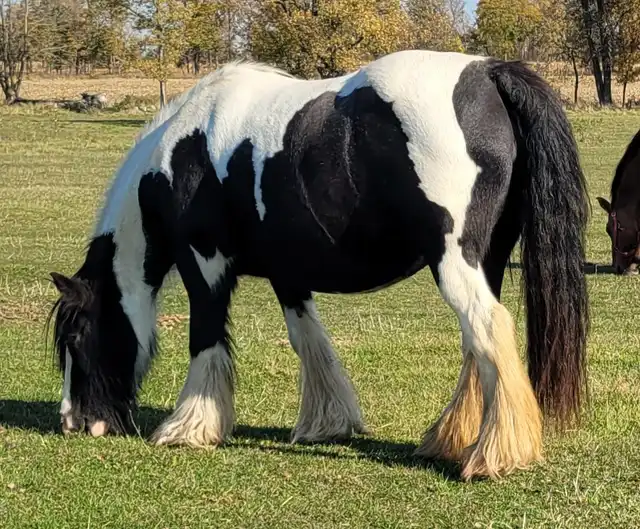 Lexlin's Brilliance - Media (Unknown)