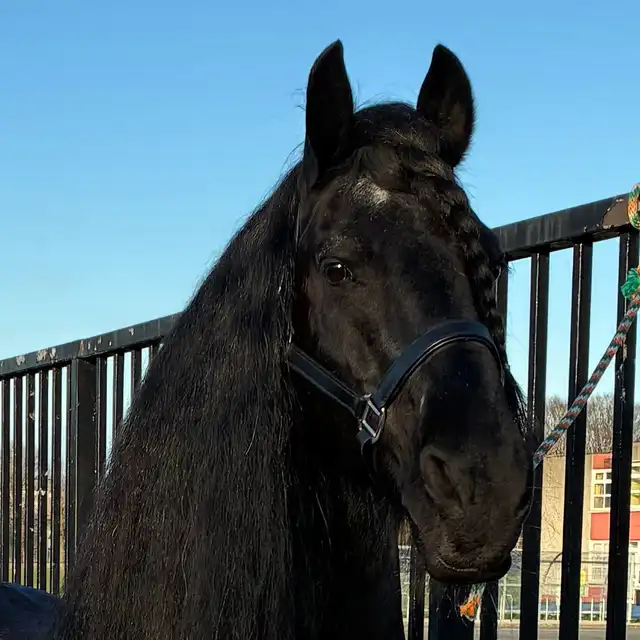 Zorro - Media (Unknown)