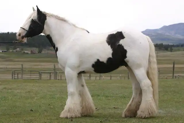 R Banner - Media (Unknown)