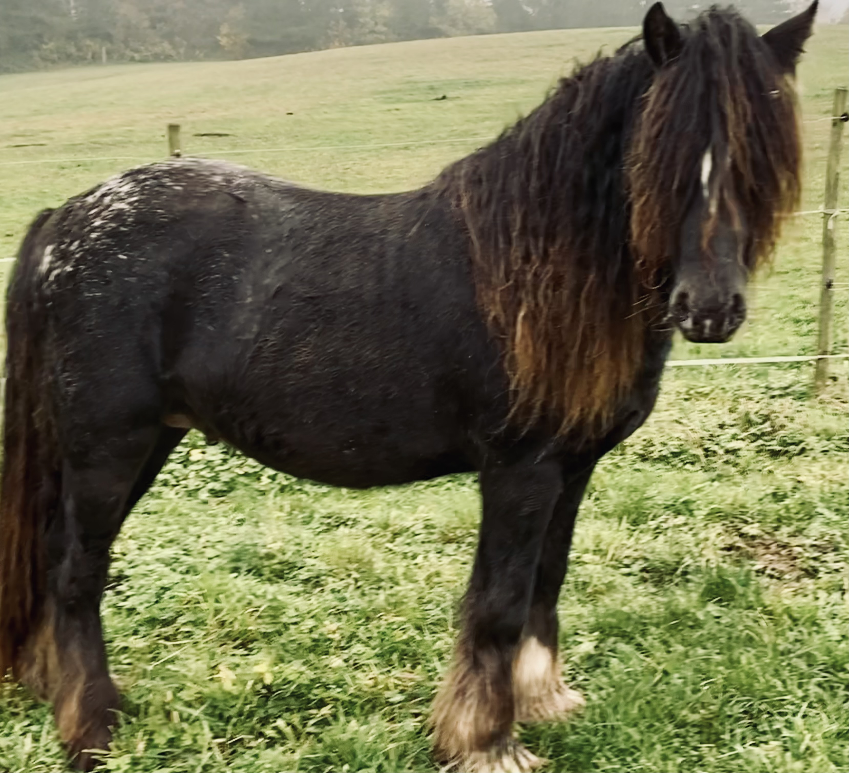 Vines Roll The Dice - Media (Unknown)