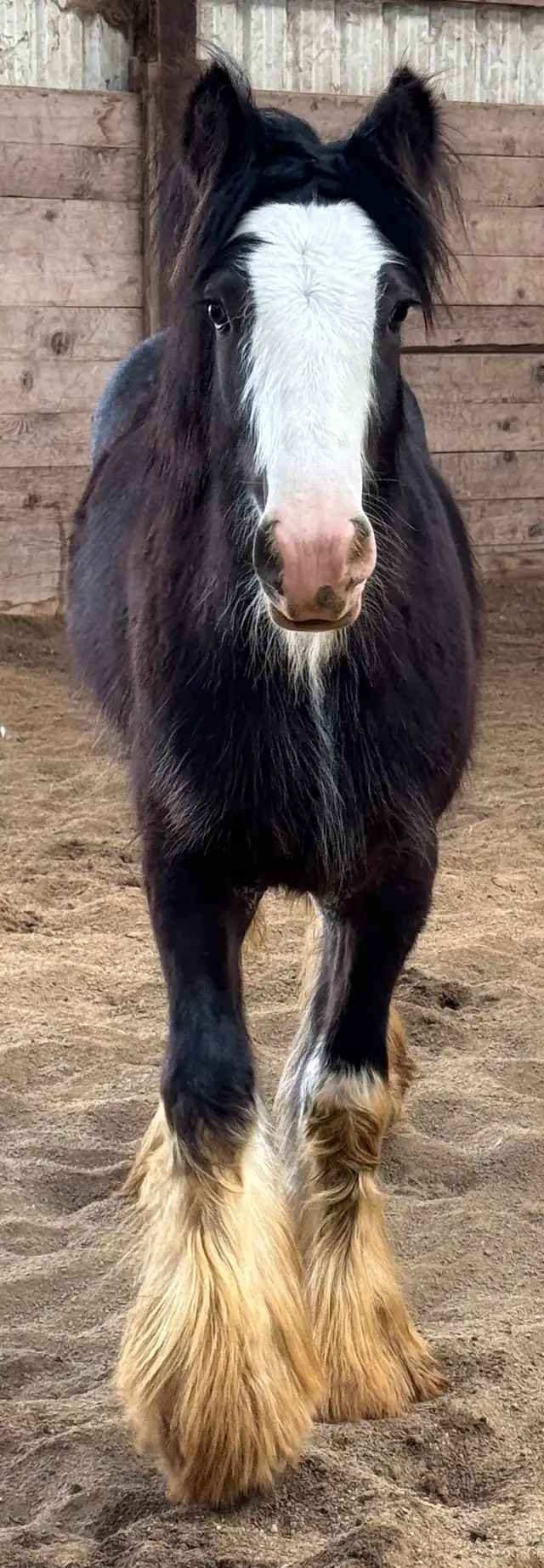 Kohls Epic Edition - Media (Unknown)