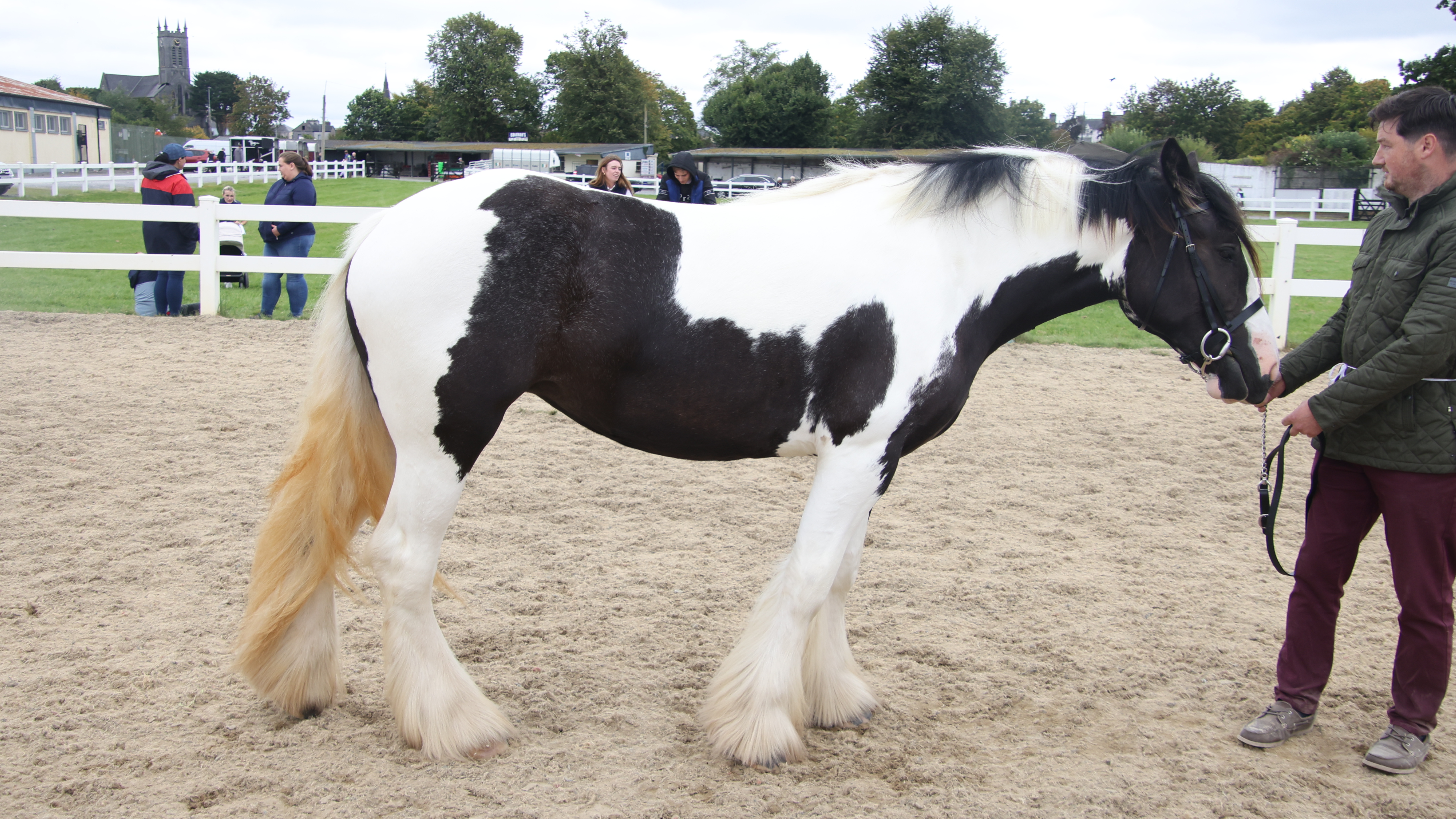 Kilmurray Perdita - Media (Unknown)