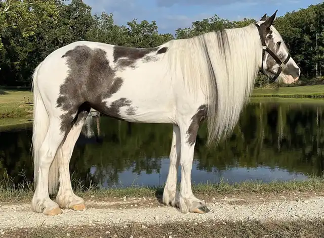 JTRW Lolita - Media (Unknown)