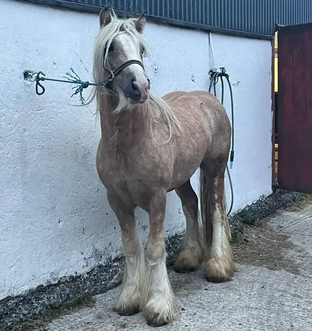 Moneyglen Billy Aka Mirza, left side