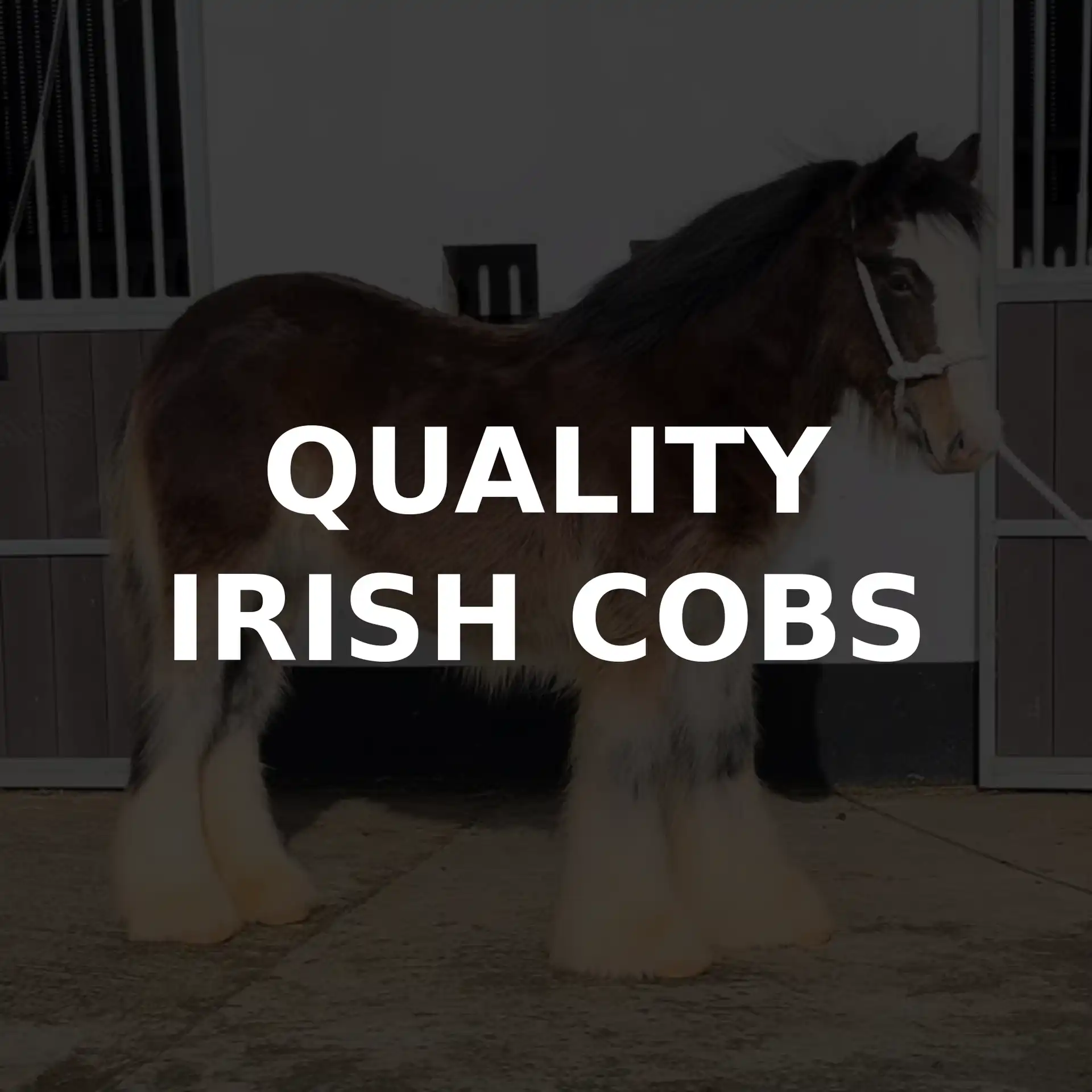 Quality Irish Cobs