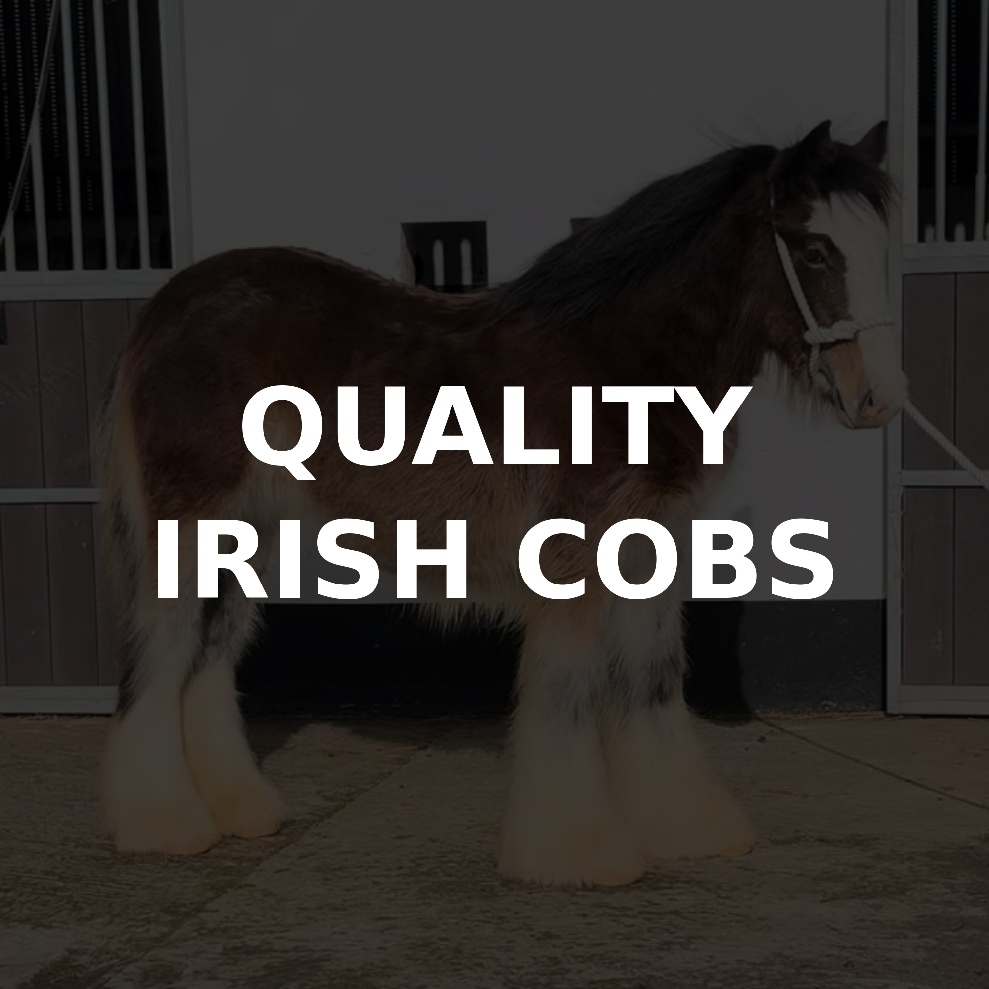 Quality Irish Cobs - Media (593)